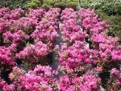 Azalea,_Pink_Ruffle