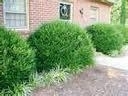 Boxwood, Wintergreen/Japanese