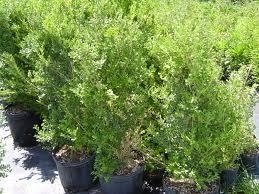 Boxwood,_Wintergreen_Japanese