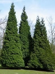 Arborvitae, Green Giant