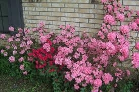 Azalea, Pink Ruffle