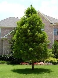 Bald Cypress