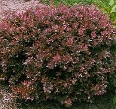 Barberry, Dwarf Crimson Pygmy