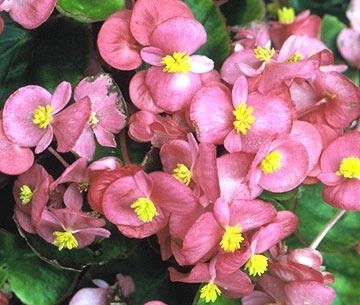 Begonia