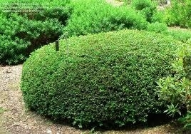 Boxwood, American