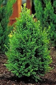 Boxwood, Green Mtn. Pyramida