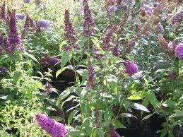 Butterfly Plant, Buddlia, Nana