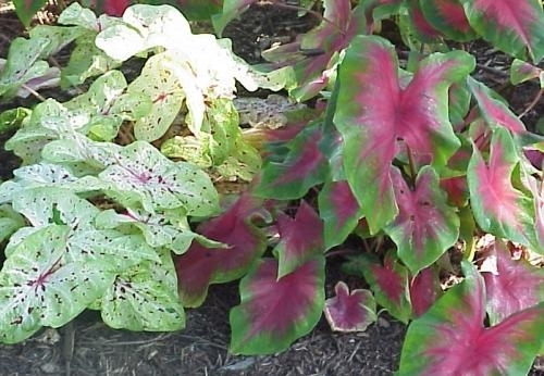 Caladium