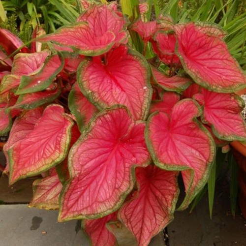 Caladium1