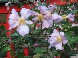 Camellia, Sasanqua Blush