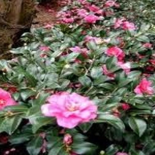 Camellia, Sasanqua Pink