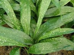 Cast Iron Plant, Aspidistra