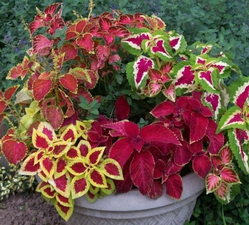 Coleus