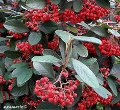 Cottoneaster Lacteus