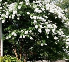 Crape Myrtle Natchez