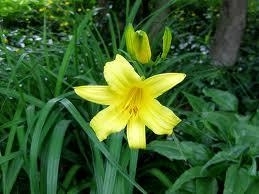 DayLily Stella Dore