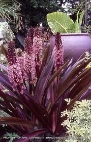 Eucomis- Sparkling Burgandy