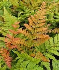 Fern, Autumn