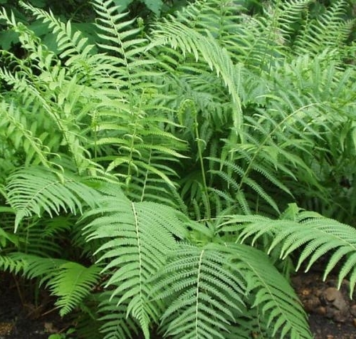 Fern, Southern Wood