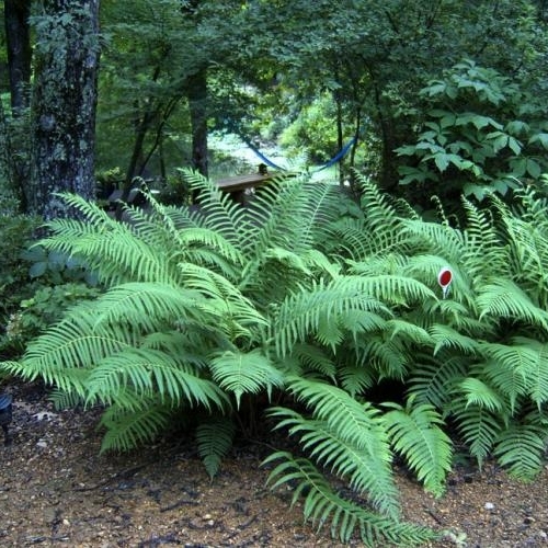 Fern, Southern Wood1