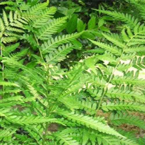 Fern, Wood