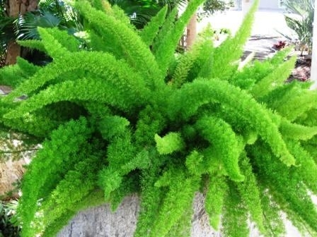 Fern, fox tail