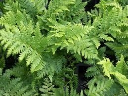 Fern,Wood