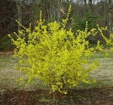 Forsythia