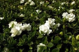 Gardenia Daisey 1 gal