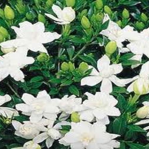 Gardenia, Radican