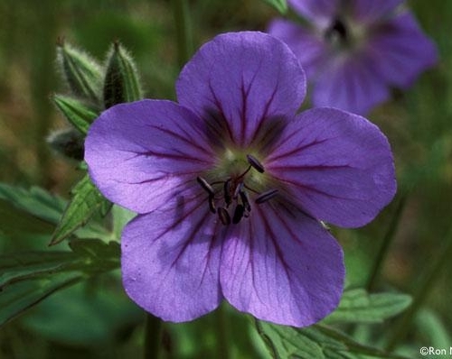 Geranium