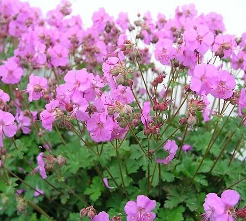 Geranium1