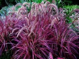 Grass, Fireworks