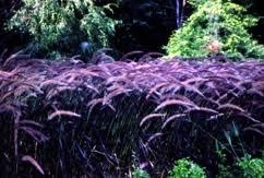 Grass, Fountain Purple