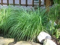 Grass, Miscanthus