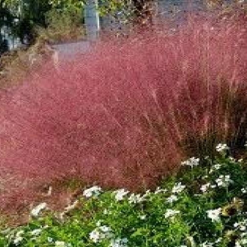 Grass, Pink Muhly