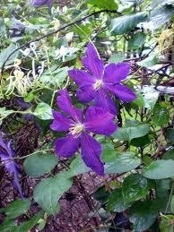 Honeysuckle, Purple