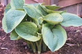 Hosta, 1 gal