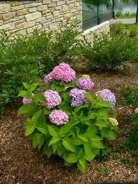 Hydrangea, Endless Summer