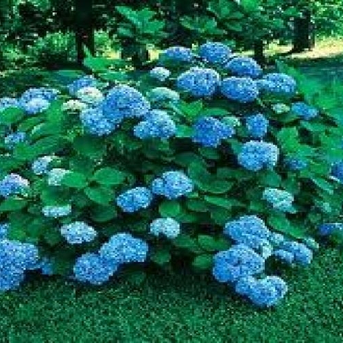 Hydrangea, Nikko Blue