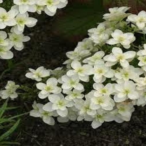 Hydrangea, Oakleaf Snowflake