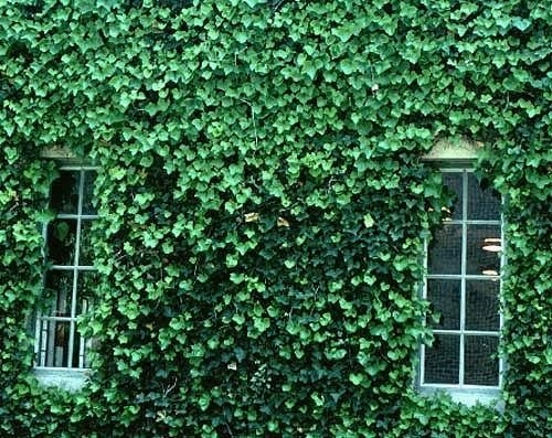 Ivy, English