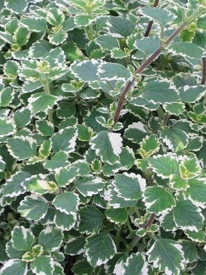 Ivy, Variegated