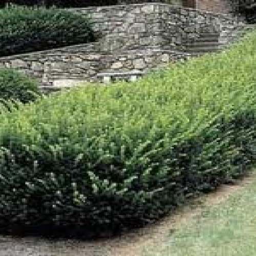 Japanese Yew