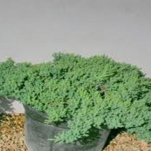 Juniper, Green Mound