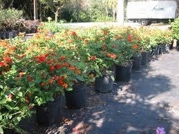 Lantana, Dallas Red