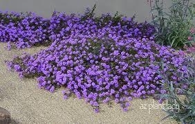 Lantana, Trailing Purple