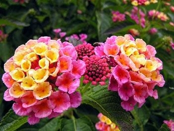 Lantana