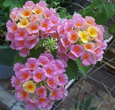 Lantana1