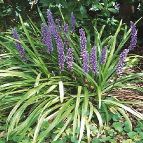 Liriope, Gigantia